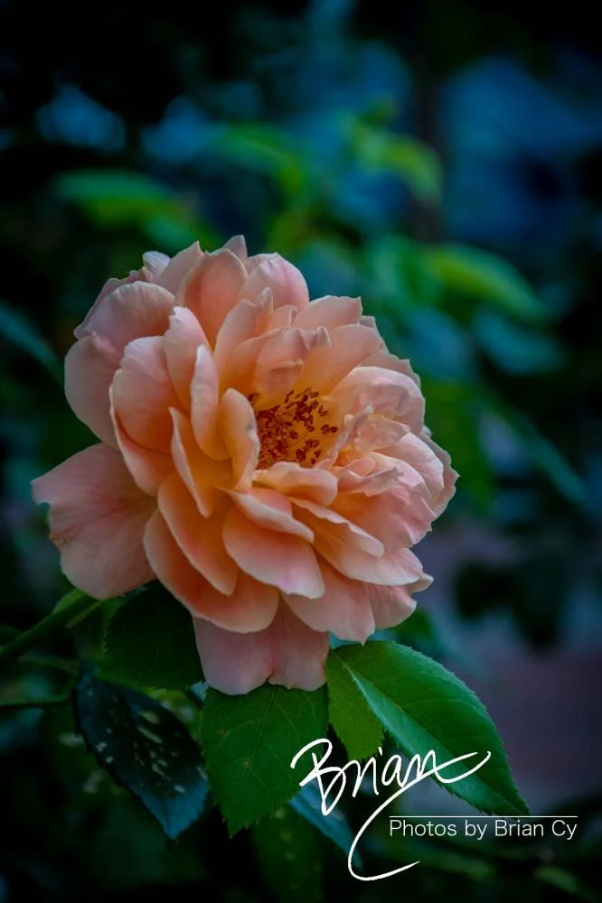 LoRes_WM_20190530_Charlotte_Edit-5448.jpg