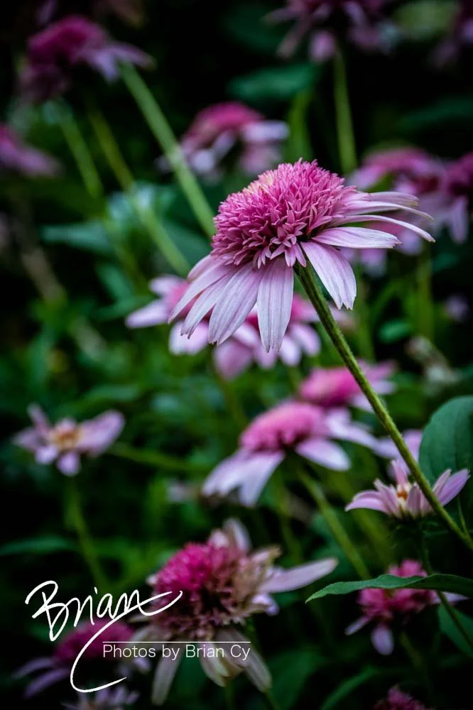 LoRes_WM_20190530_Charlotte_Edit-5527.jpg