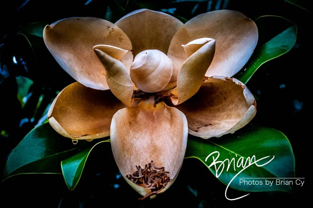 LoRes_WM_20180620_Memphis_Botanical_GardensA_Edit-0023.jpg