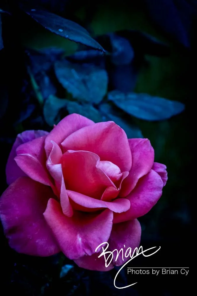 LoRes_WM_20191111_Phoenix_Edit-6795.jpg