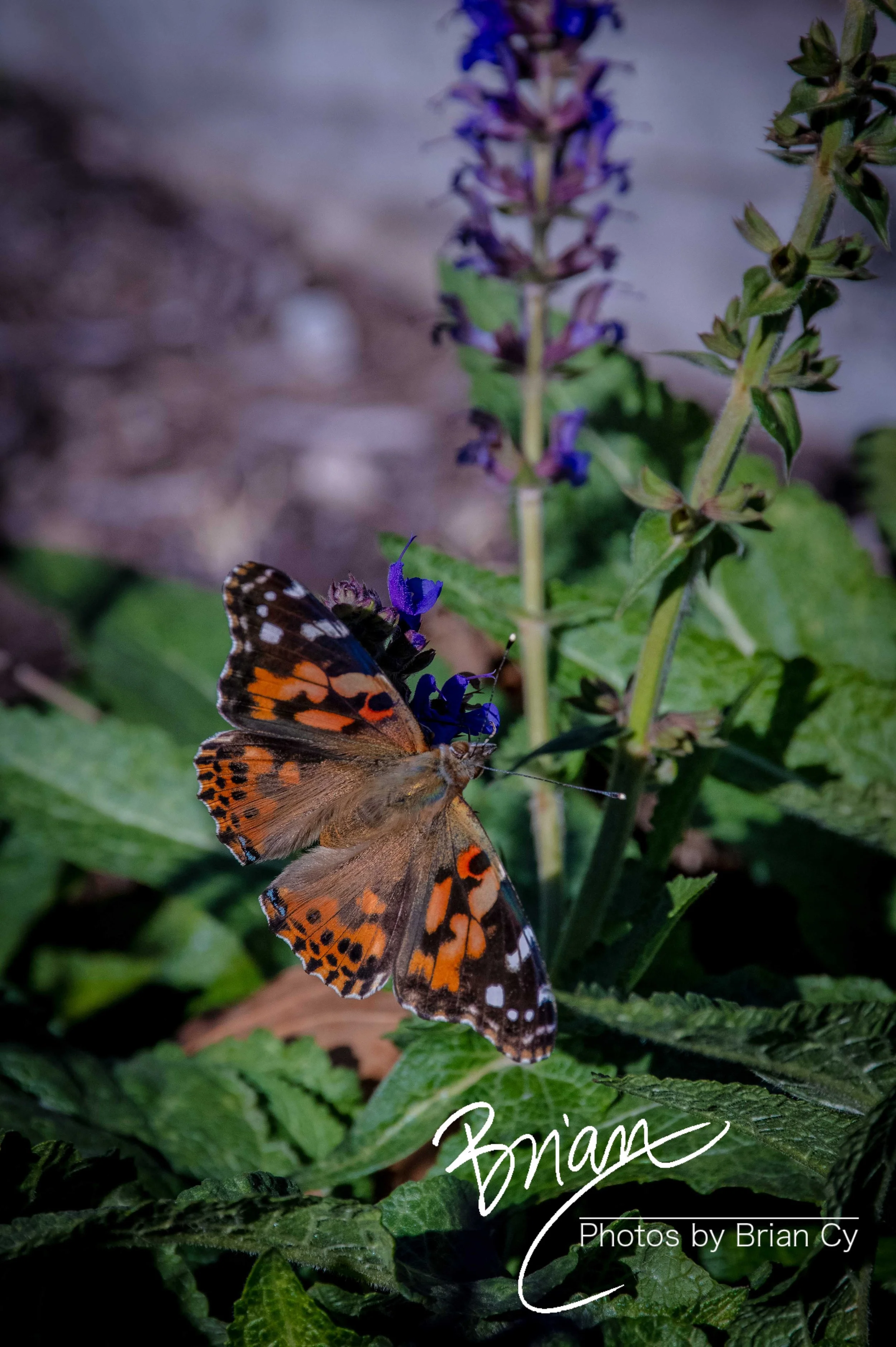 LoRes_WM_20231105_JeffersonCity_Edit-6287.jpg