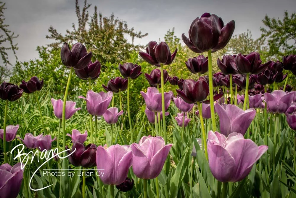 LoRes_WM_20180504_Missouri_Botanical_Edit-0145.jpg