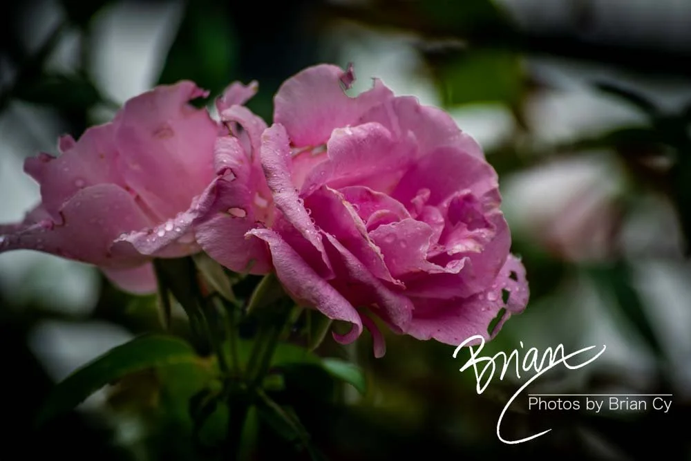 LoRes_WM_20180620_Memphis_Botanical_GardensA_Edit-0080.jpg