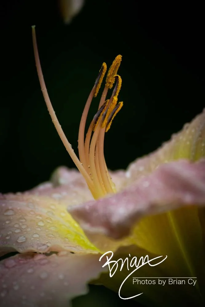 LoRes_WM_20180620_Memphis_Botanical_GardensA_Edit-0143.jpg
