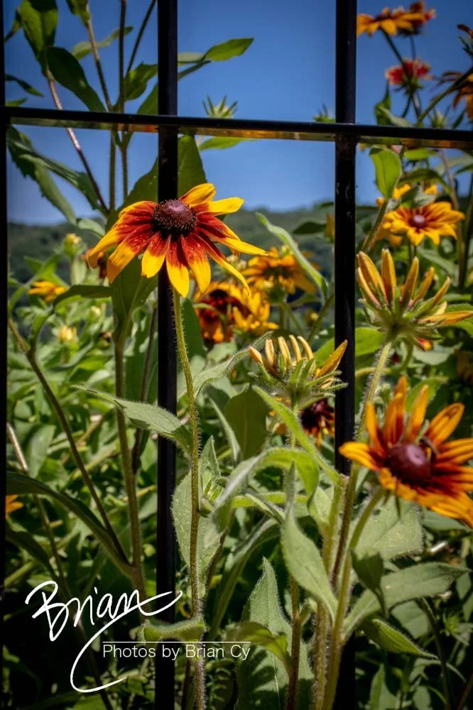 LoRes_WM_20210618_HarpersFerry_Edit-0801.jpg