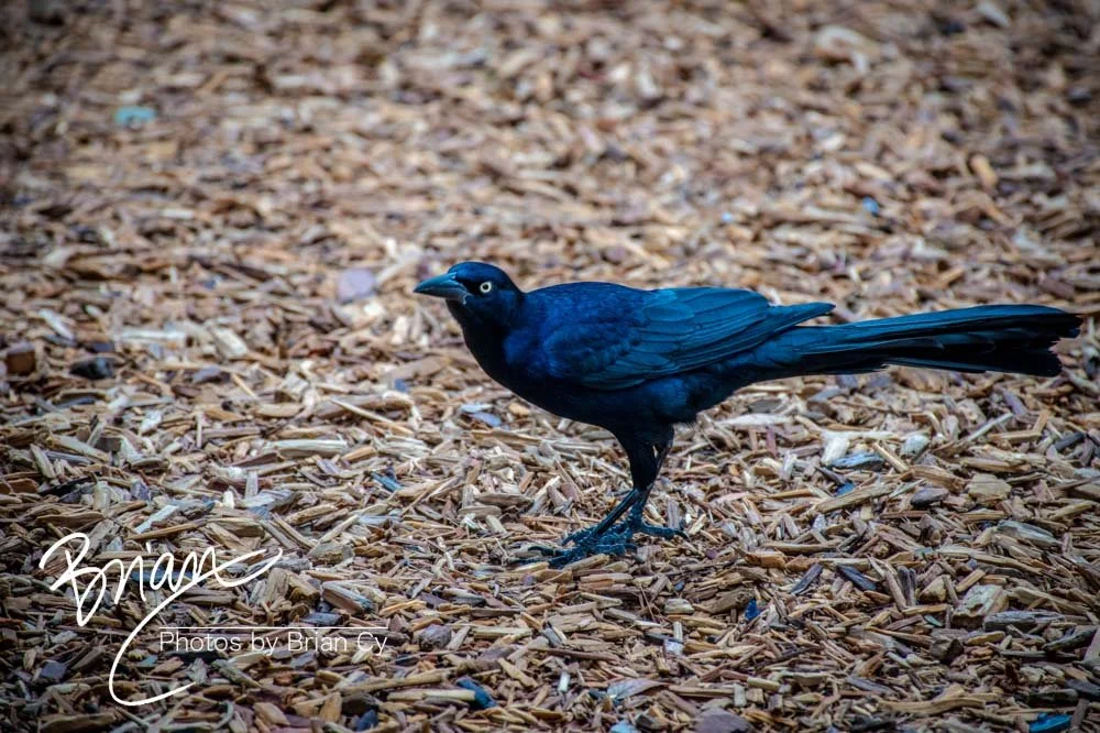 LoRes_WM_20191107_SanAntonio_Edit-9830.jpg