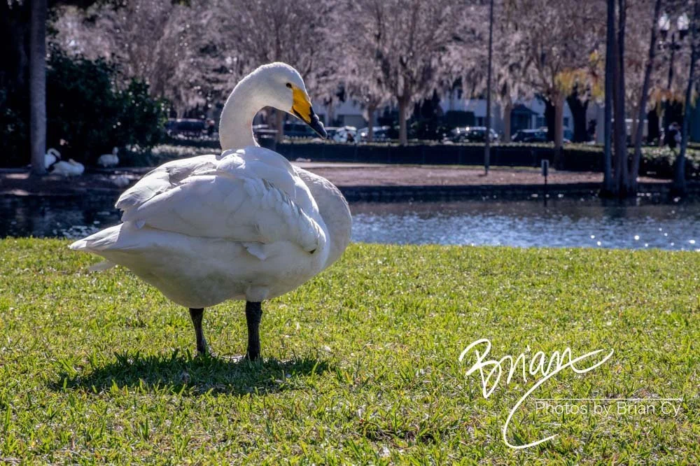 LoRes_WM_20190217_Orlando_Edit-3995.jpg