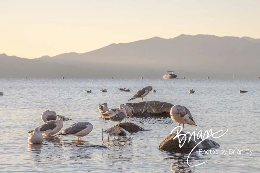LoRes_WM_20201014_Tahoe_Edit-9919.jpg