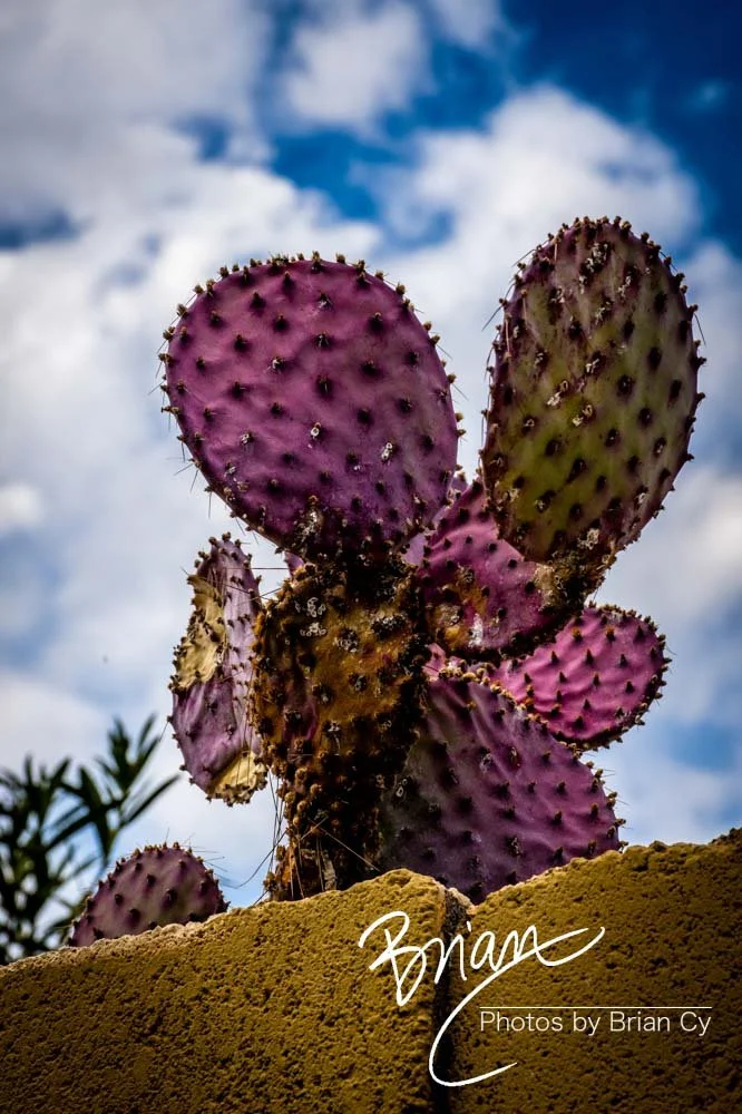 LoRes_WM_20191110_Tucson_Edit-5047.jpg