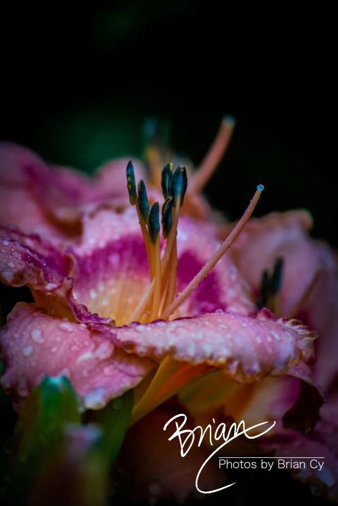 LoRes_WM_20180620_Memphis_Botanical_GardensA_Edit-0095.jpg
