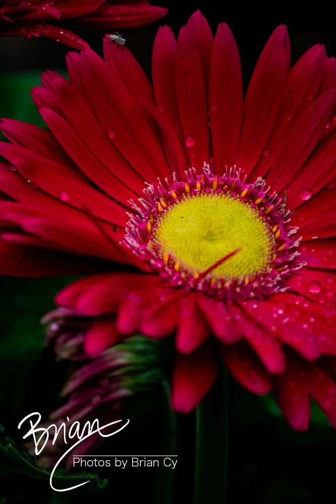 LoRes_WM_20180620_Memphis_Botanical_GardensA_Edit-0152.jpg