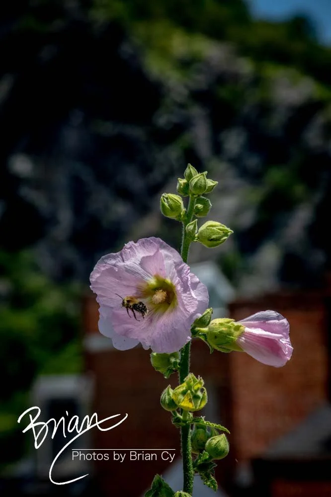 LoRes_WM_20210618_HarpersFerry_Edit-1070.jpg