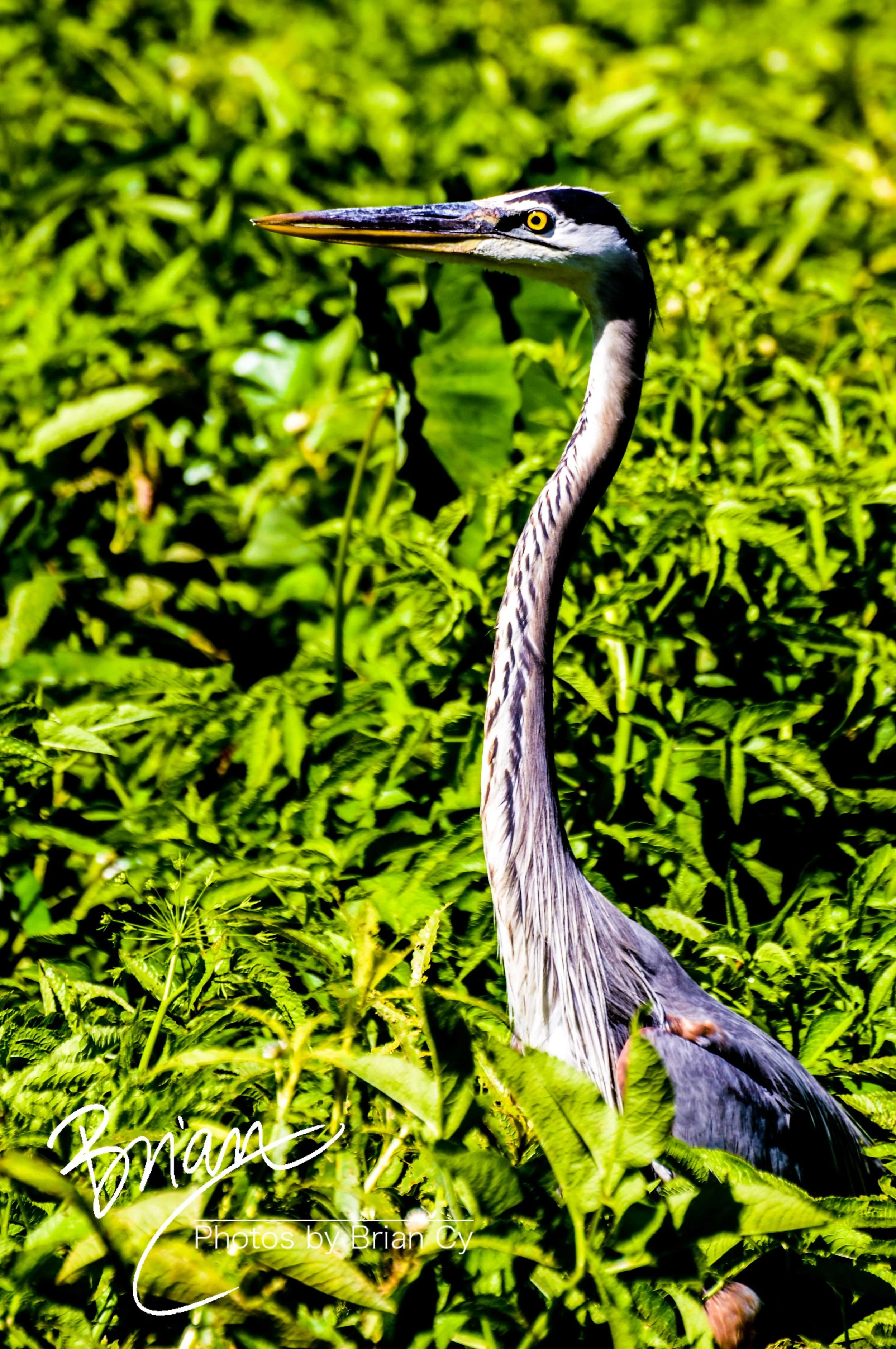 LoRes_WM_20110416_Ohana_Edit-3448.jpg