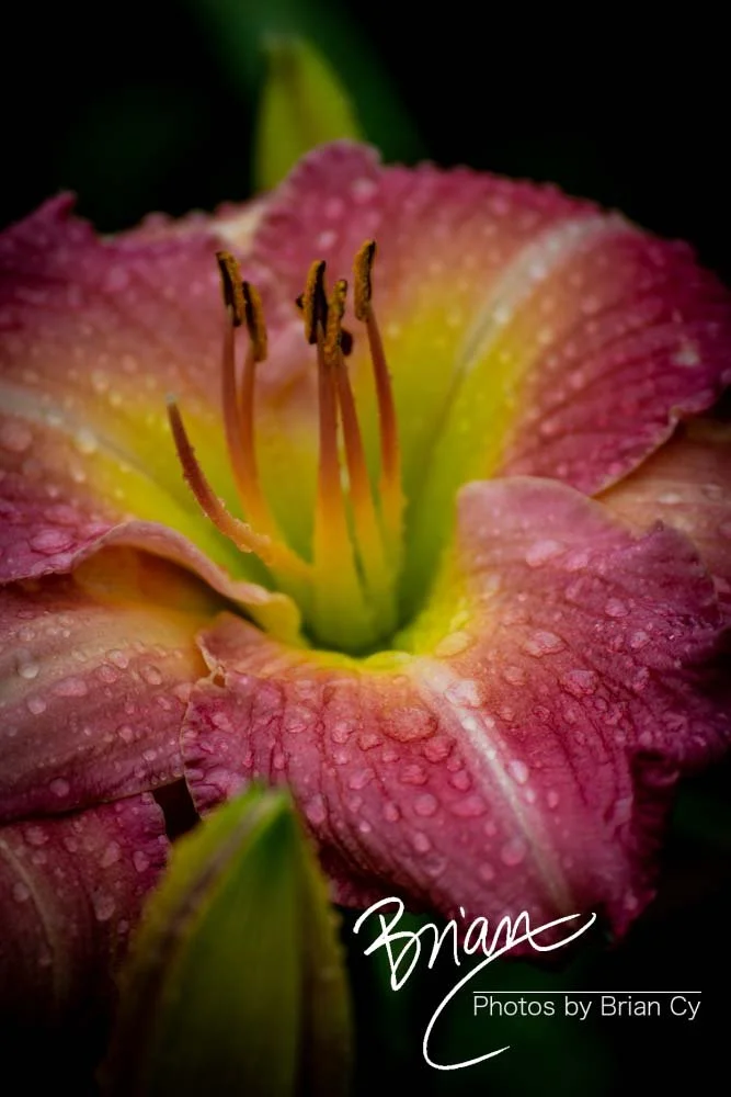 LoRes_WM_20180620_Memphis_Botanical_GardensA_Edit-0111.jpg