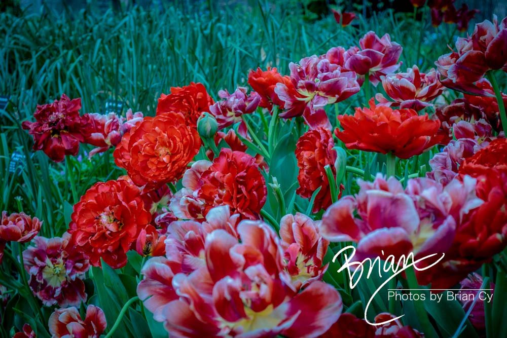 LoRes_WM_20180504_Missouri_Botanical_Edit-0161.jpg