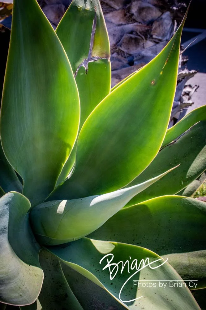 LoRes_WM_20190421_PacificPalisades_Edit-5347.jpg