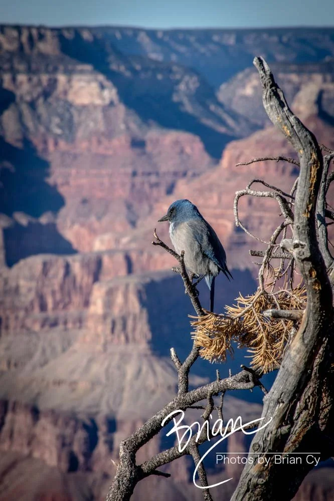 LoRes_WM_20191112_GrandCanyon_Edit-7893.jpg