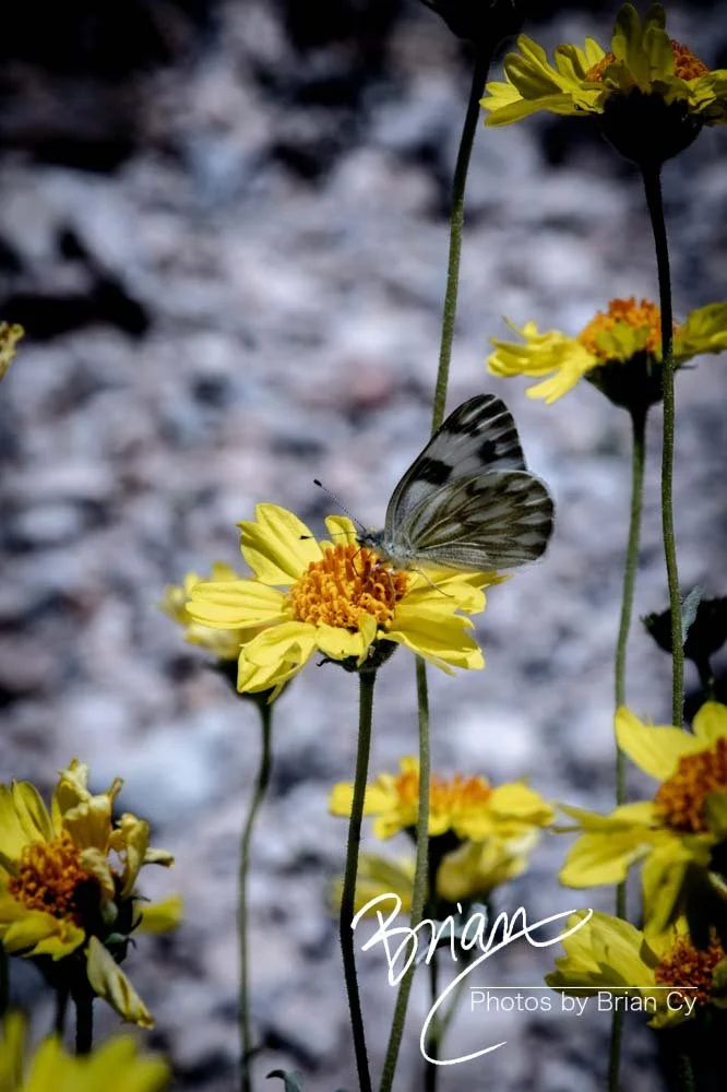 LoRes_WM_20190425_Goodsprings_Edit-0502.jpg