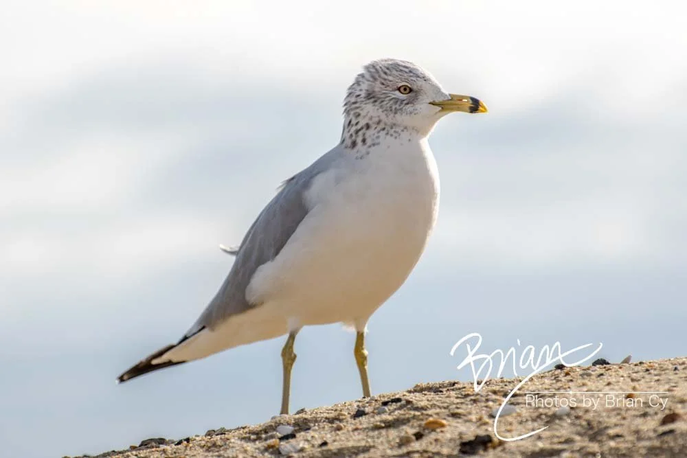 LoRes_WM_20181201_Asbury_ParkB_Edit-0080.jpg