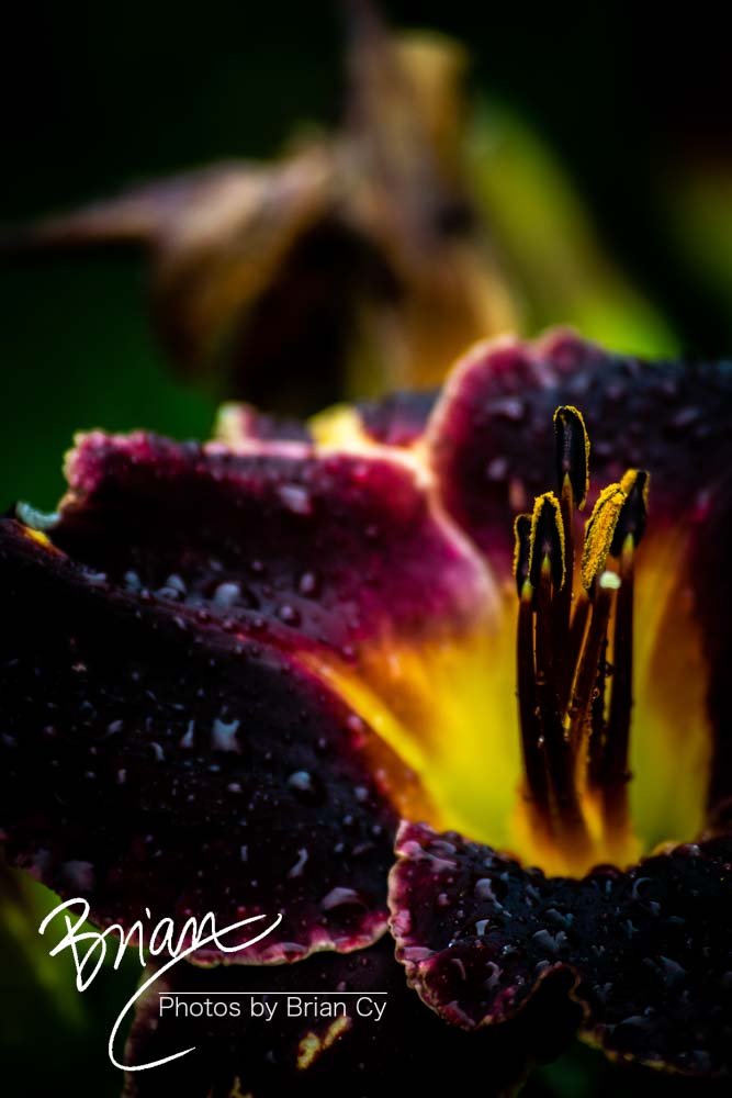 LoRes_WM_20180620_Memphis_Botanical_GardensA_Edit-0118.jpg