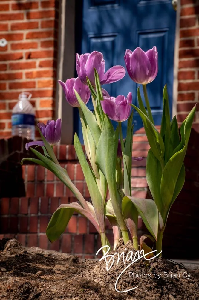 LoRes_WM_20210408_Baltimore_Edit-5855.jpg
