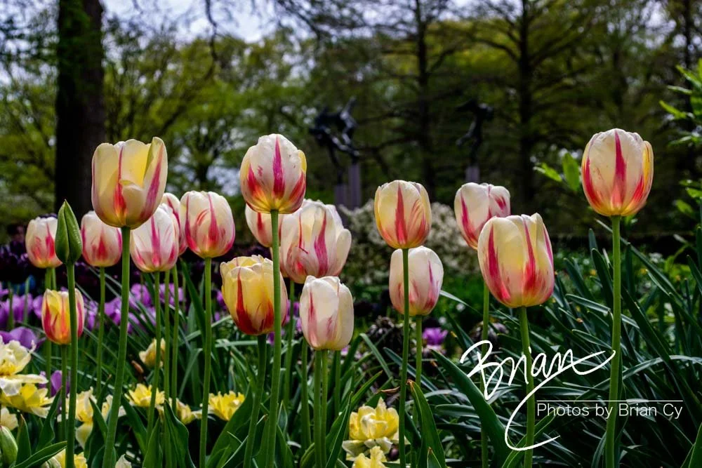 LoRes_WM_20180504_Missouri_Botanical_Edit-0143.jpg