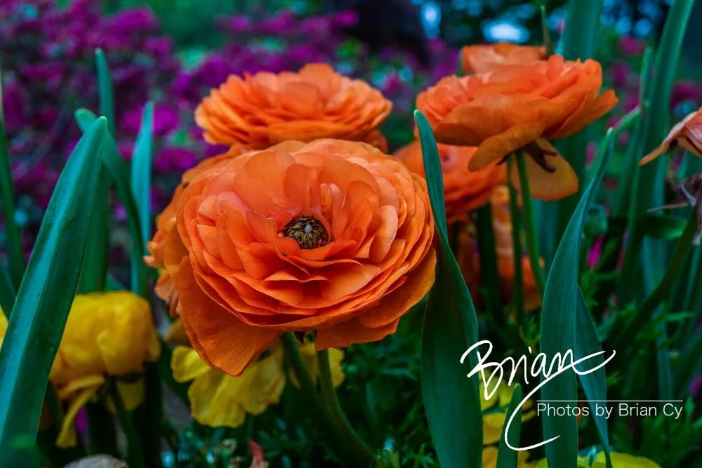 LoRes_WM_20180504_Missouri_Botanical_Edit-0011.jpg