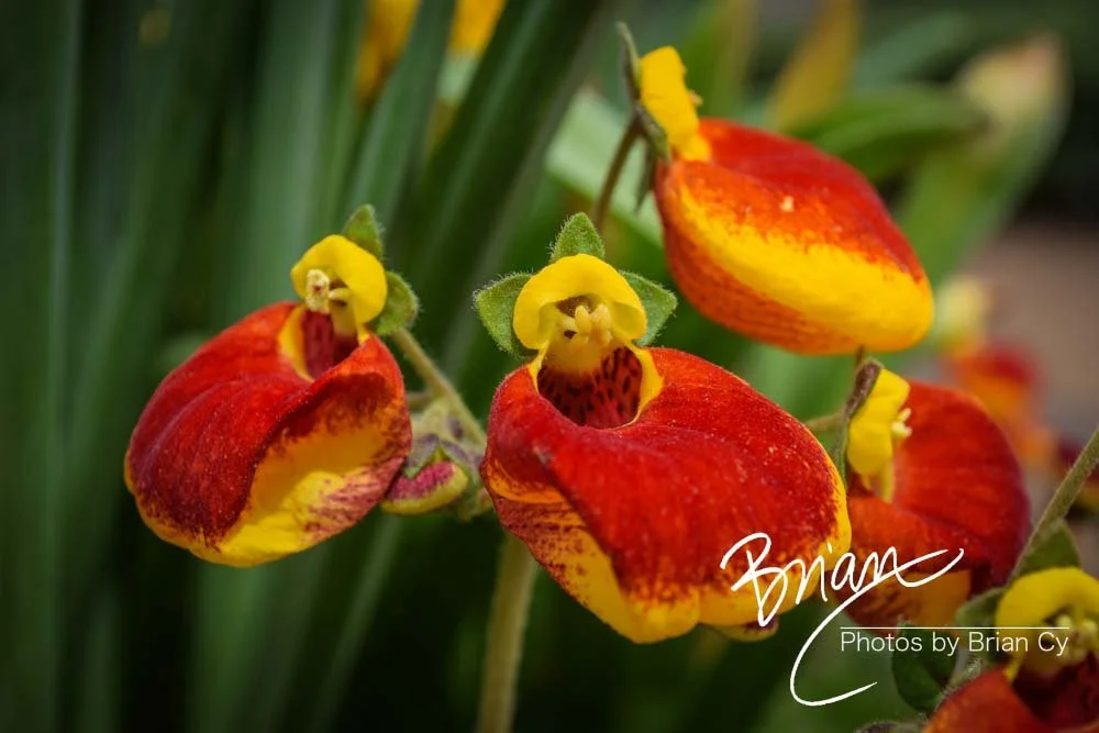 LoRes_WM_20180504_Missouri_Botanical_Edit-0006.jpg