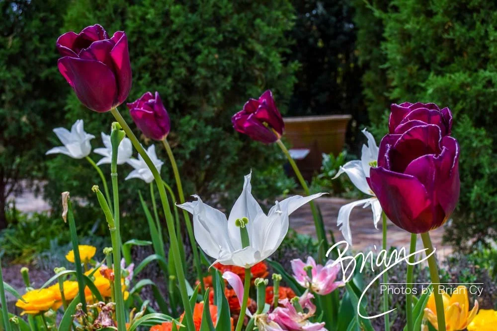 LoRes_WM_20180504_Missouri_Botanical_Edit-0059.jpg