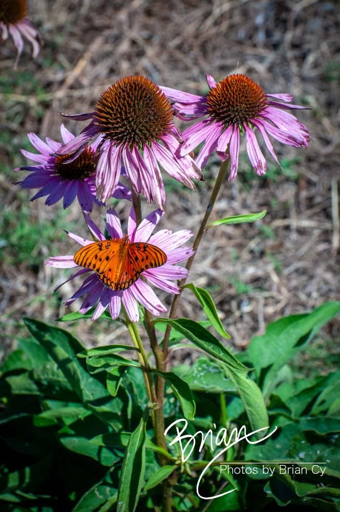 LoRes_WM_20160902_ShelbyFarms_Edit-3065.jpg