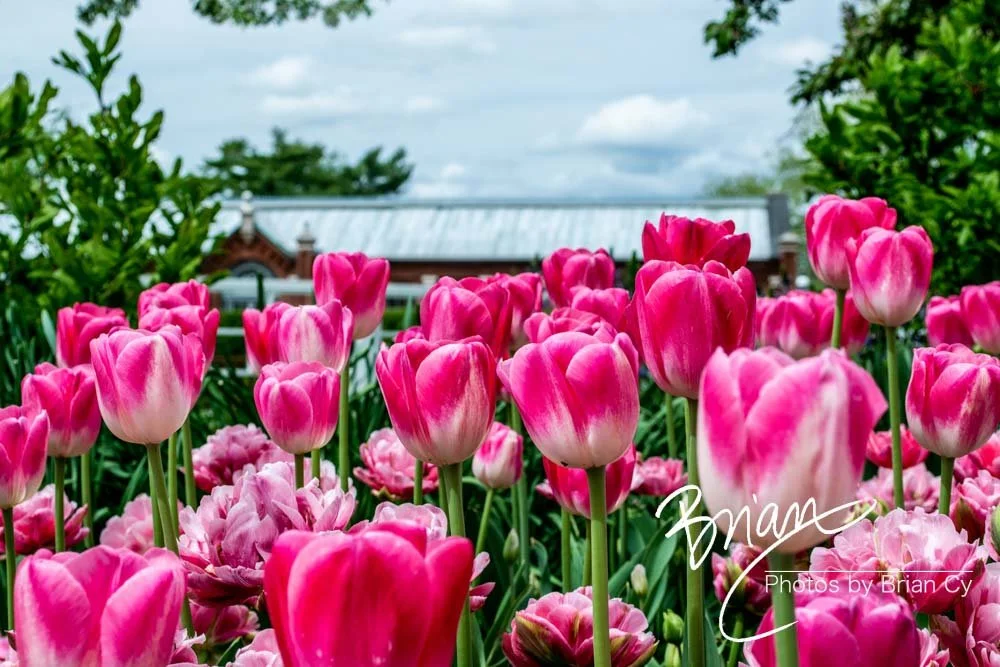 LoRes_WM_20180504_Missouri_Botanical_Edit-0155.jpg