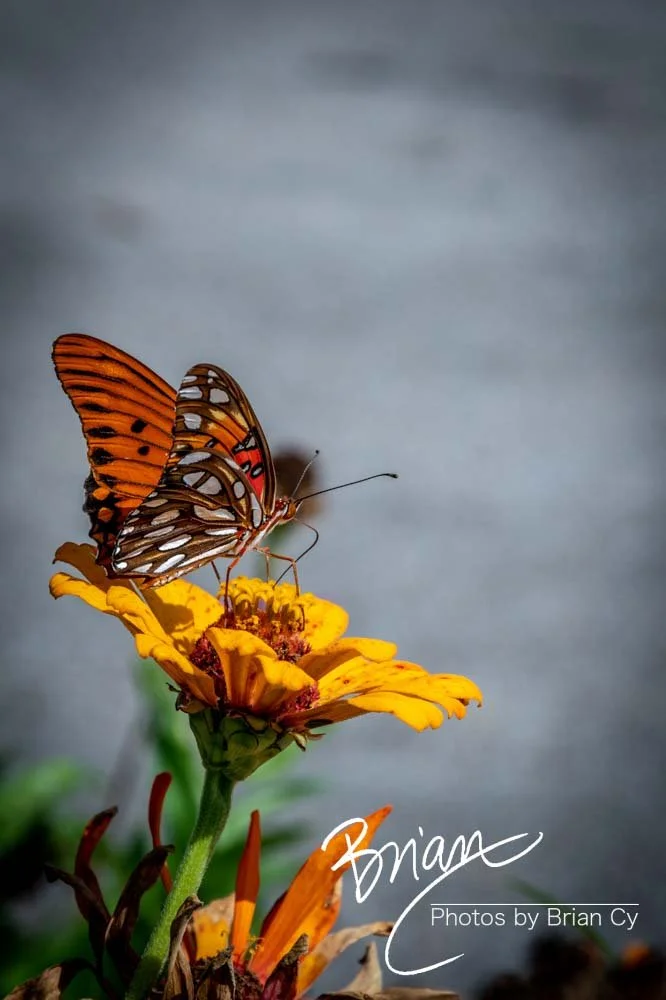 LoRes_WM_20190914_Memphis_Edit-7958.jpg