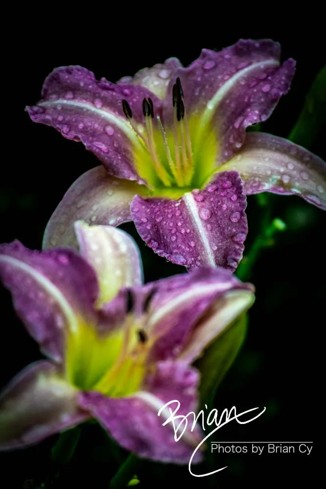 LoRes_WM_20180620_Memphis_Botanical_GardensA_Edit-0094.jpg