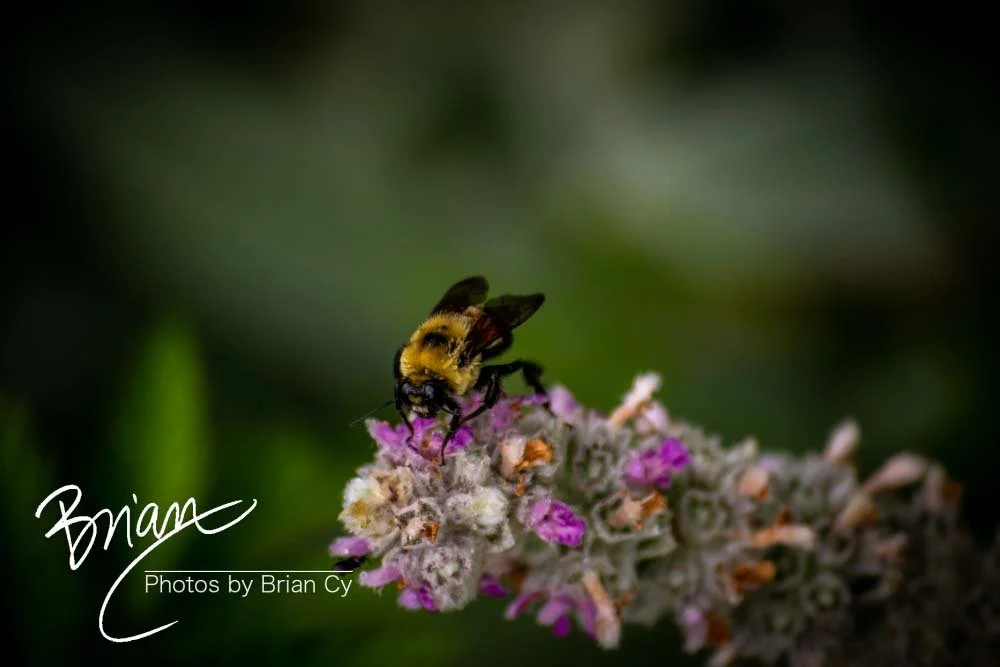 LoRes_WM_20180620_Memphis_Botanical_GardensA_Edit-0065.jpg