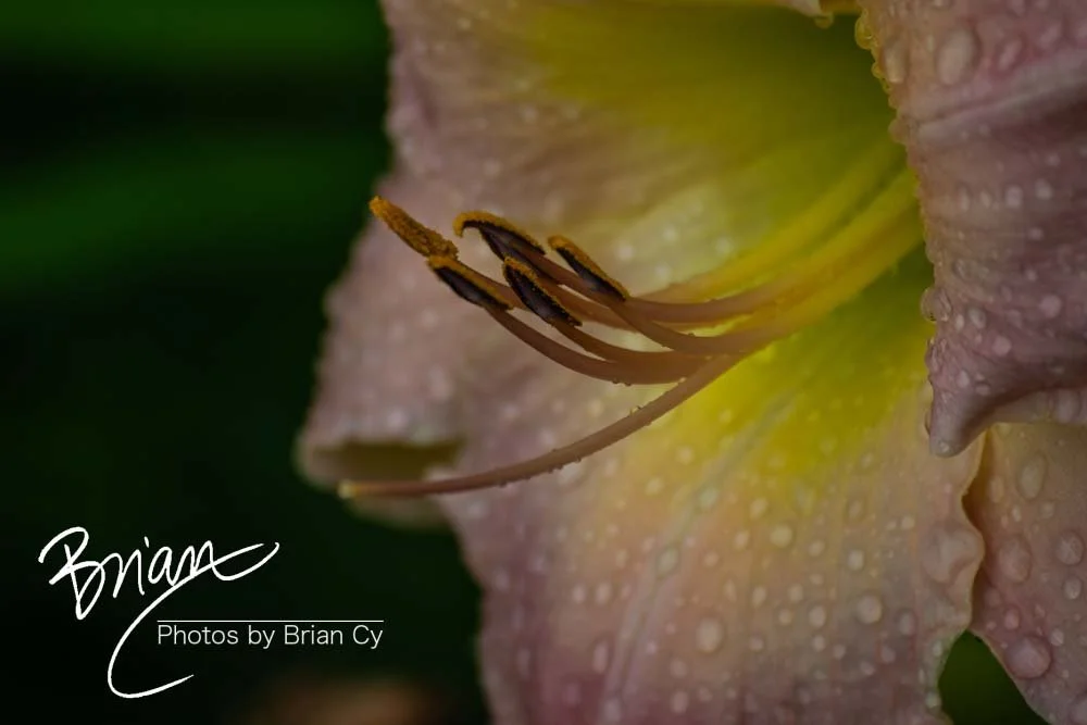 LoRes_WM_20180620_Memphis_Botanical_GardensA_Edit-0141.jpg