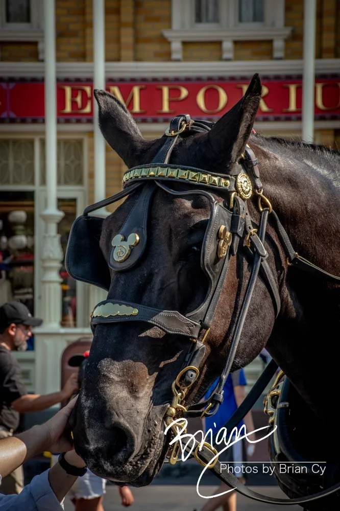LoRes_WM_20230704_TheFam_Disney_Edit-6573.jpg