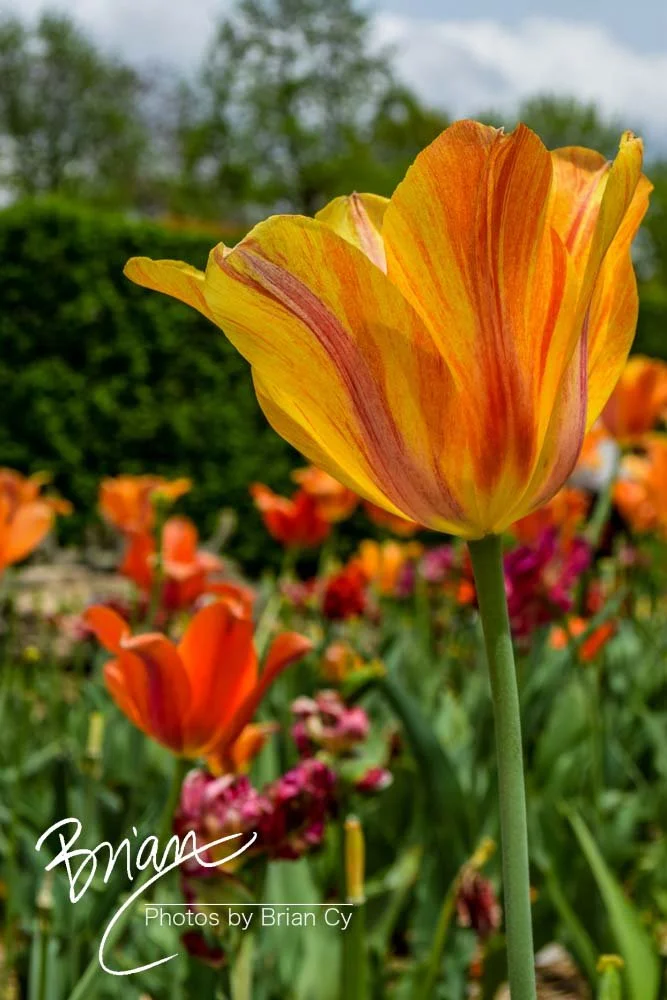 LoRes_WM_20180504_Missouri_Botanical_Edit-0035.jpg