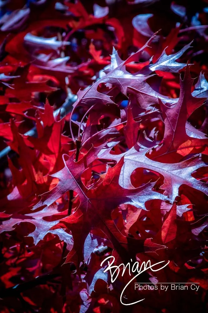 LoRes_WM_20191017_Sparks_Edit-8267.jpg