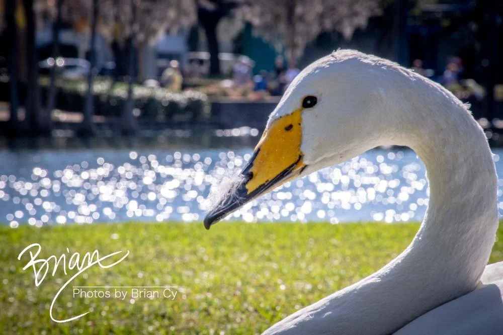 LoRes_WM_20190217_Orlando_Edit-4423.jpg