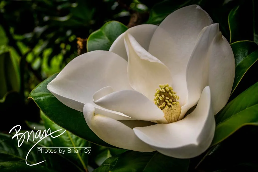 LoRes_WM_20180620_Memphis_Botanical_GardensA_Edit-0009.jpg