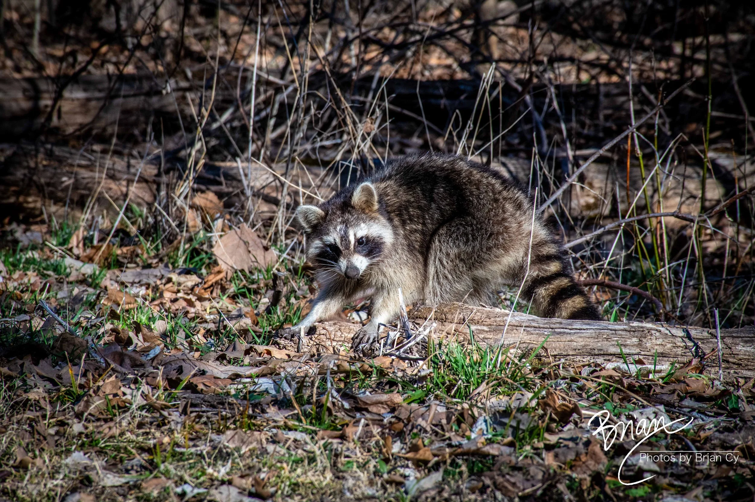 LoRes_WM_20250308_StLouis_Edit-0285.jpg