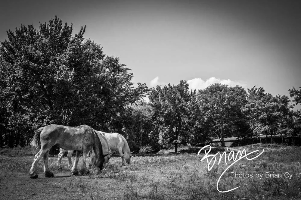 LoRes_WM_20170903_Memphis_Edit-1910.jpg