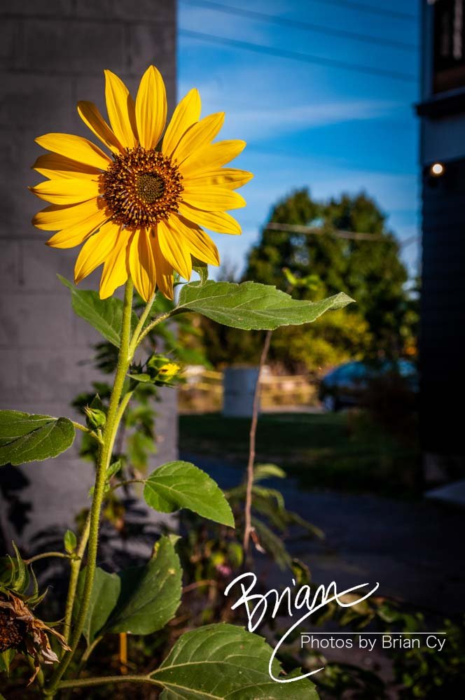 LoRes_WM_20171001_Indianapolis_Edit-3604.jpg