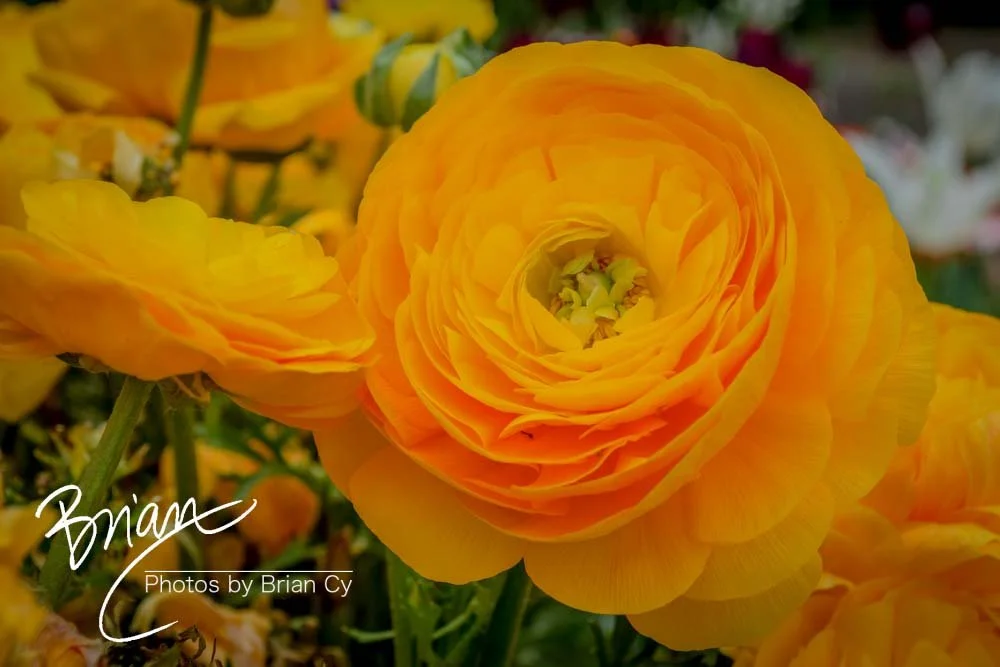 LoRes_WM_20180504_Missouri_Botanical_Edit-0069.jpg