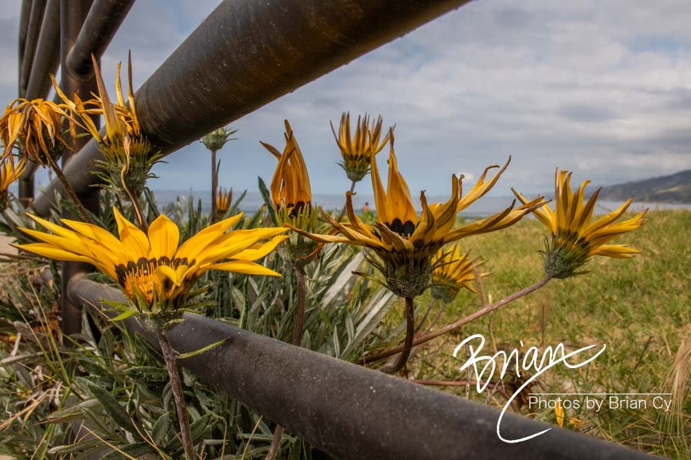 LoRes_WM_20190421_PacificPalisades_Edit-4913.jpg