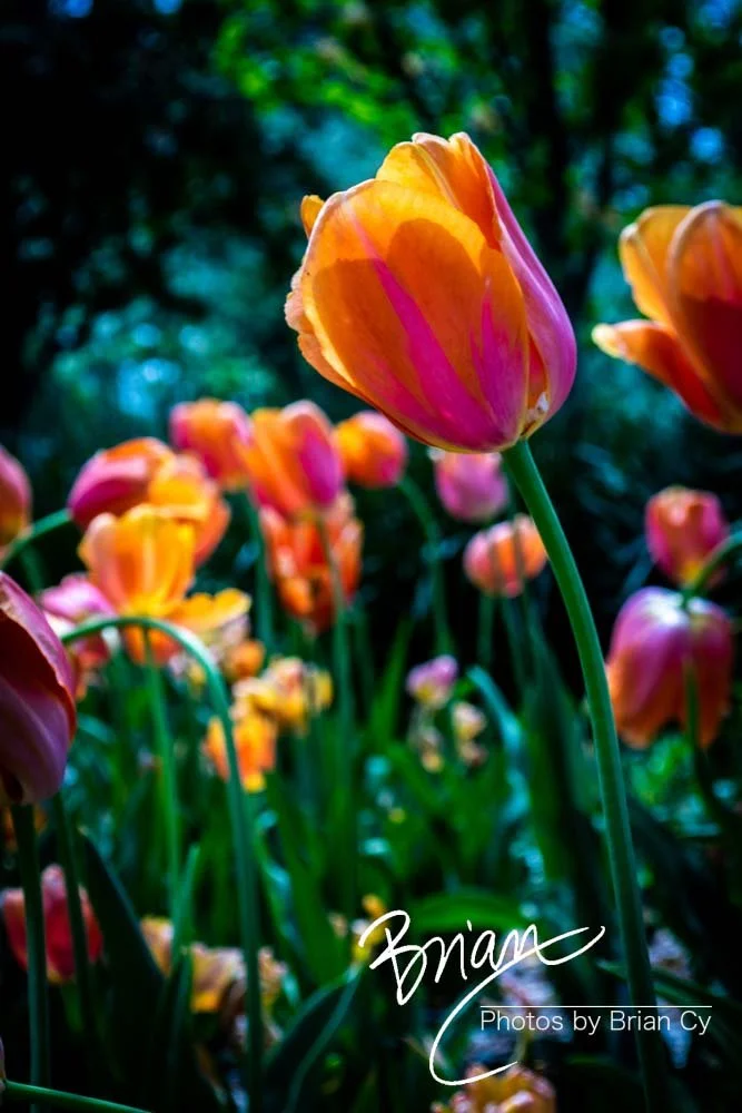 LoRes_WM_20180504_Missouri_Botanical_Edit-0134.jpg
