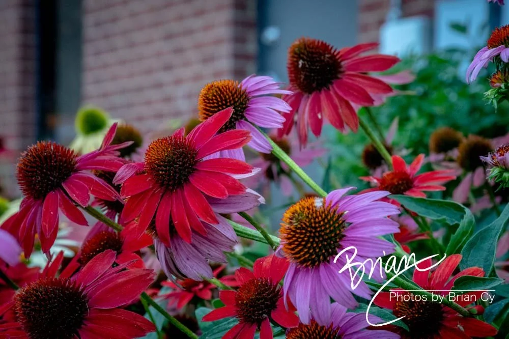 LoRes_WM_20190622_Memphis_Edit-3060.jpg