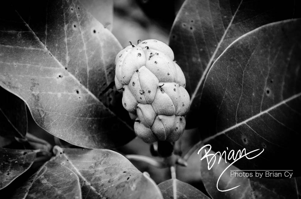 LoRes_WM_20180620_Memphis_Botanical_Gardens_Edit-9968.jpg