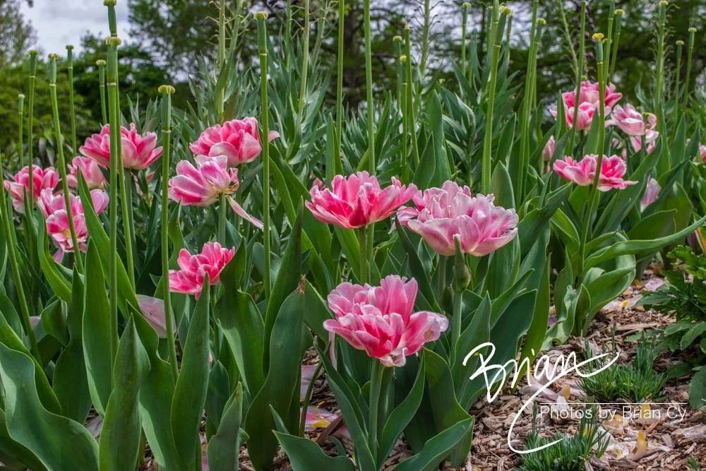 LoRes_WM_20180504_Missouri_Botanical_Edit-0125.jpg