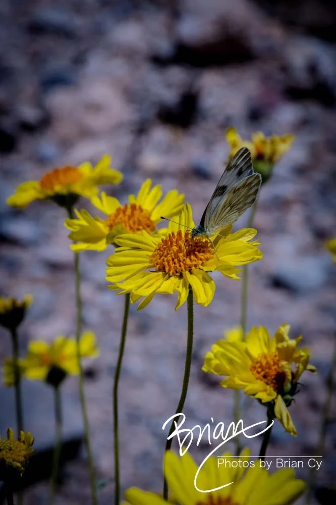 LoRes_WM_20190425_Goodsprings_Edit-0514.jpg